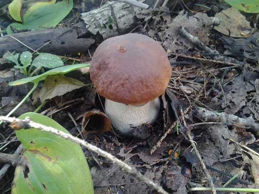 Маленький белый гриб